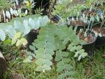 Eucalyptus cineraria (seed)